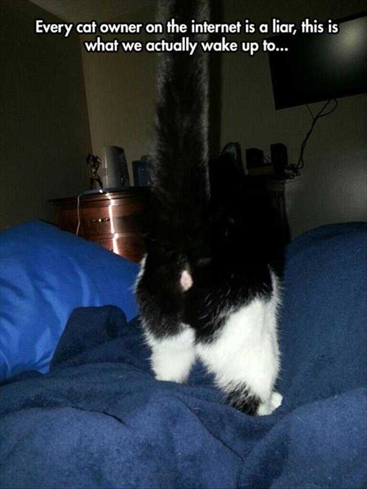 Funny Animal Meme Pictures  Cat Butt
