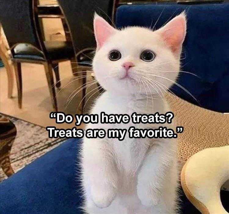 Funny Animal Meme Pictures  Treat Pose