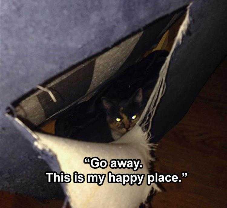 Funny Animal Meme Pictures  Sofa Town