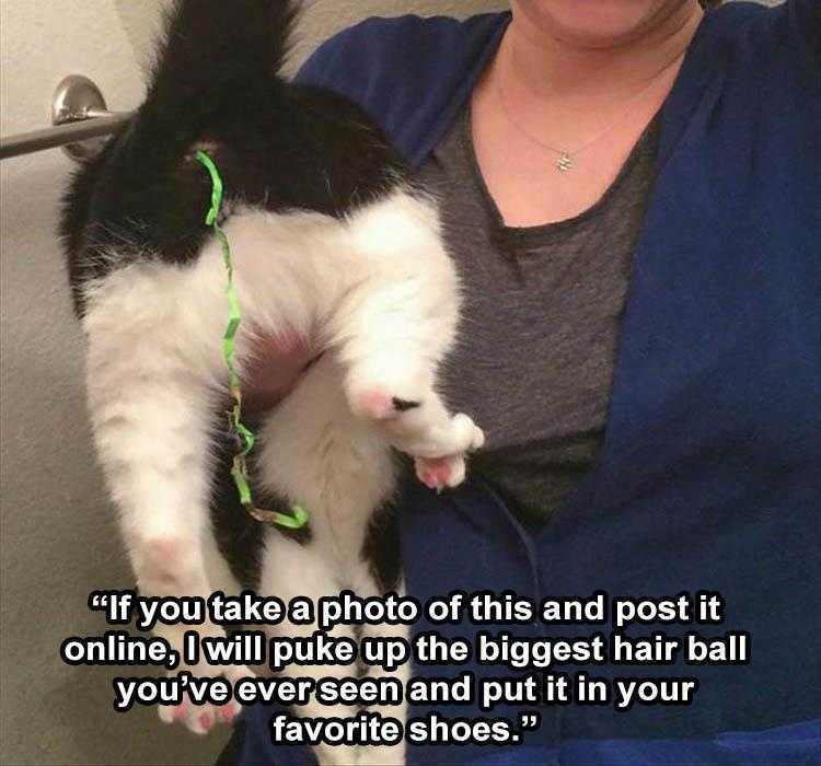 Funny Animal Meme Pictures  The Cat That Lays Silly Strings?