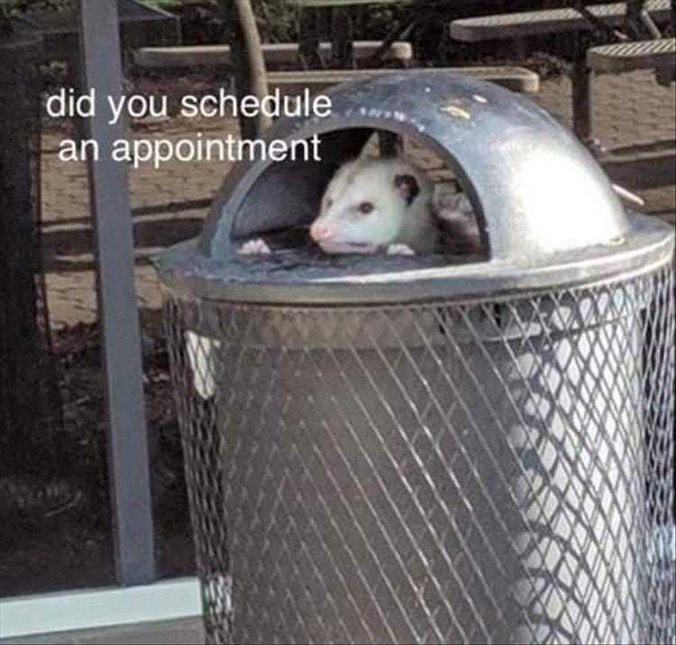Funny Animal Meme Pics  Badger Appointment