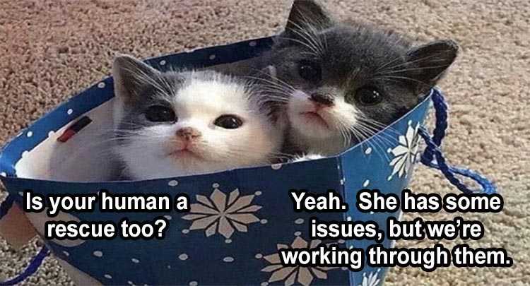 Funny Animal Meme Pics  Cats In A Bag