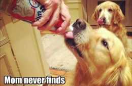 Funny Animal Meme Pics  Silence Is Golden