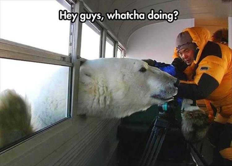 Funny Animal Memes Pictures  Unbearably Cool