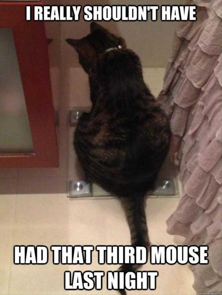 Animal Memes Pictures  Cat On Scale