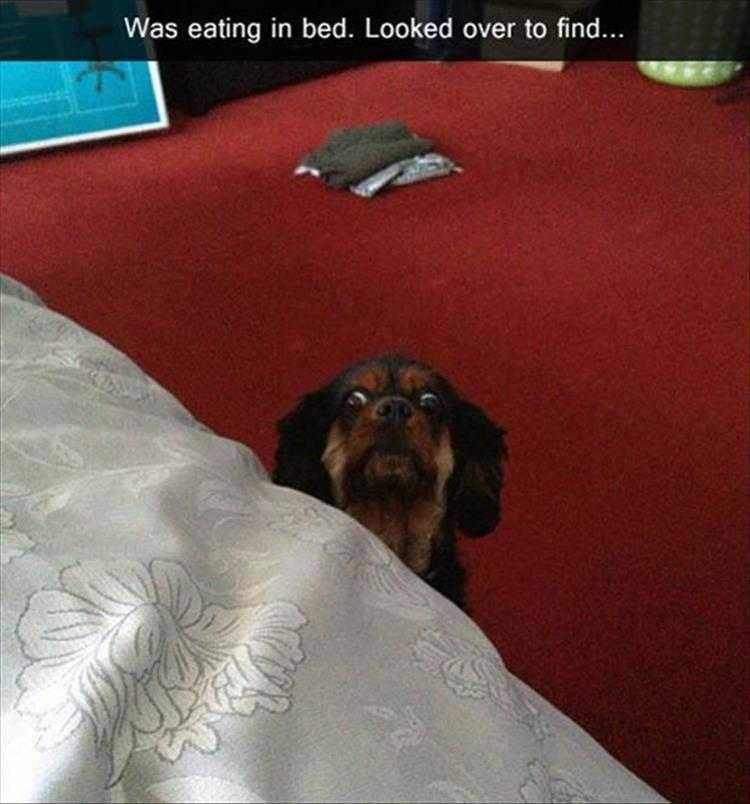 Funny Animal Memes Pic  Call Of The Wild