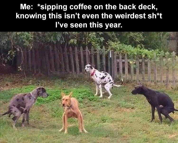 Animal Picture Memes  Collective Dump