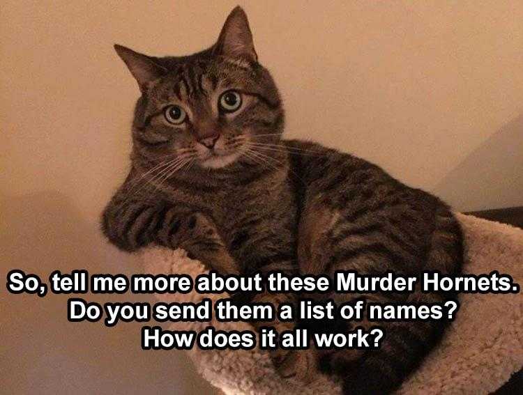 Animal Picture Memes  Cat Chat