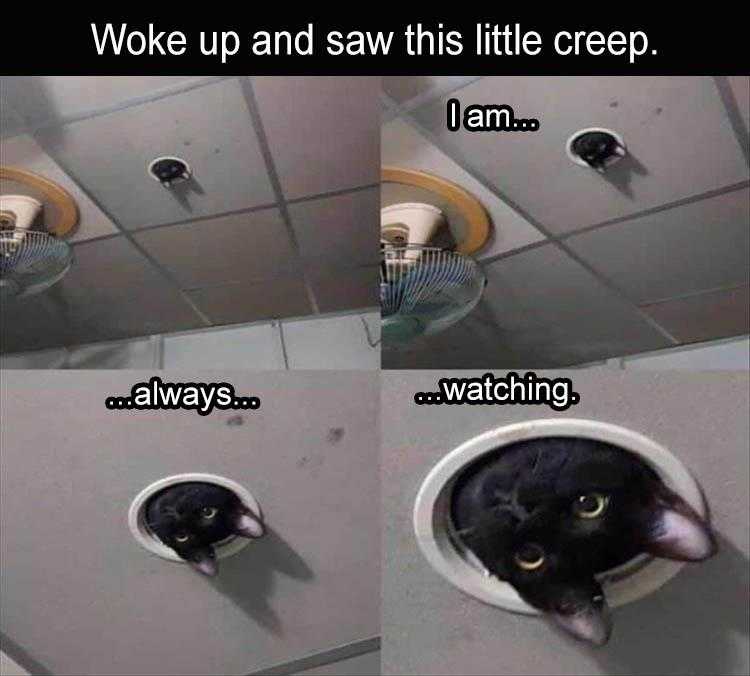 Animal Picture Memes  Big Brother Cat