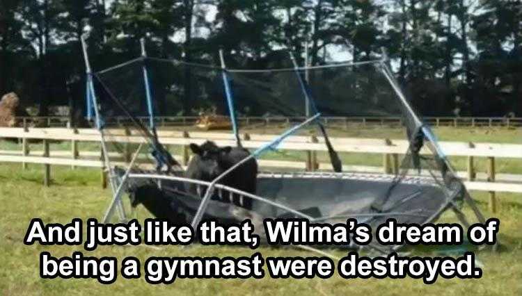 Animal Picture Memes  Cow Not Jumping