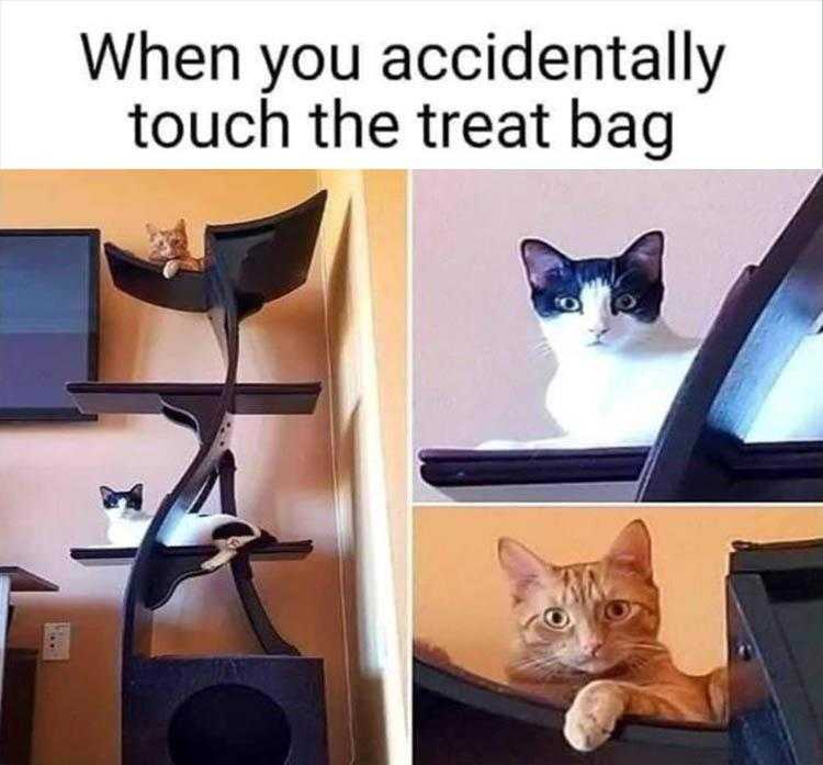 Animal Picture Memes  Treat Bag Sound