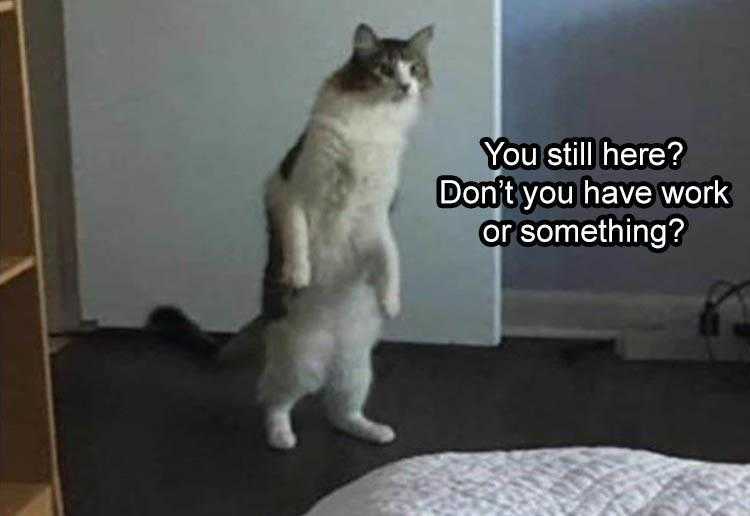Animal Picture Memes  Cat Sick Of Wfh
