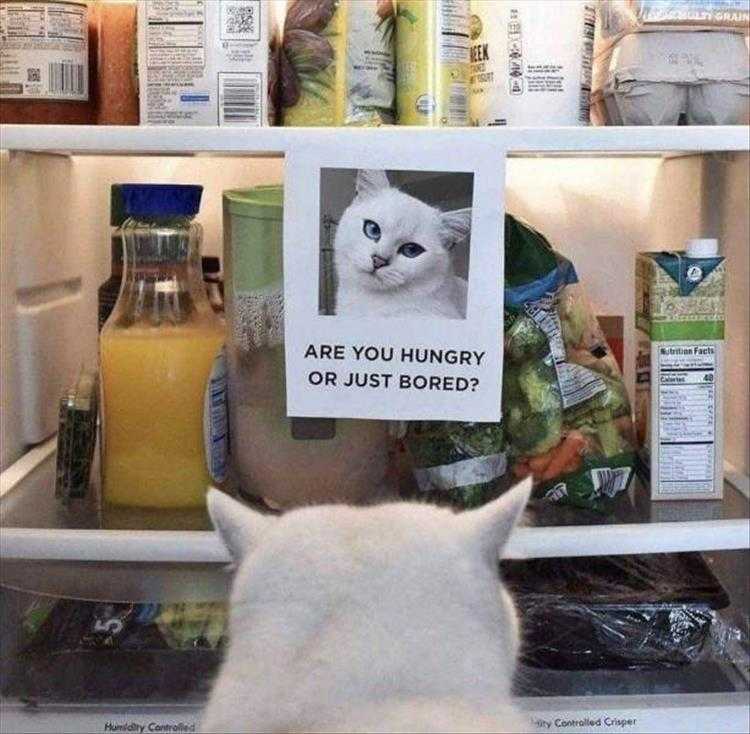 Animal Picture Meme  Just Bored