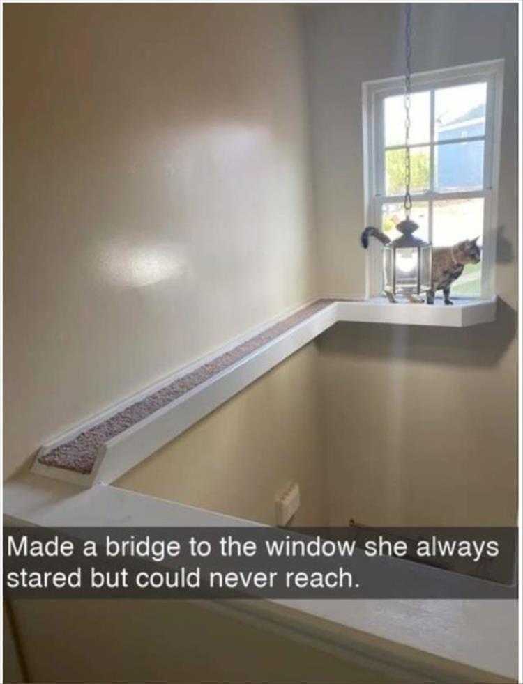 Funny Animal Picture Memes  Cat Ledge