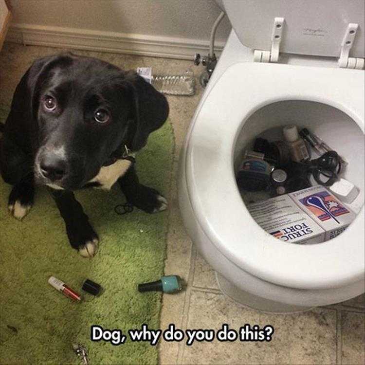 Funny Animal Picture Meme  Bad Dog