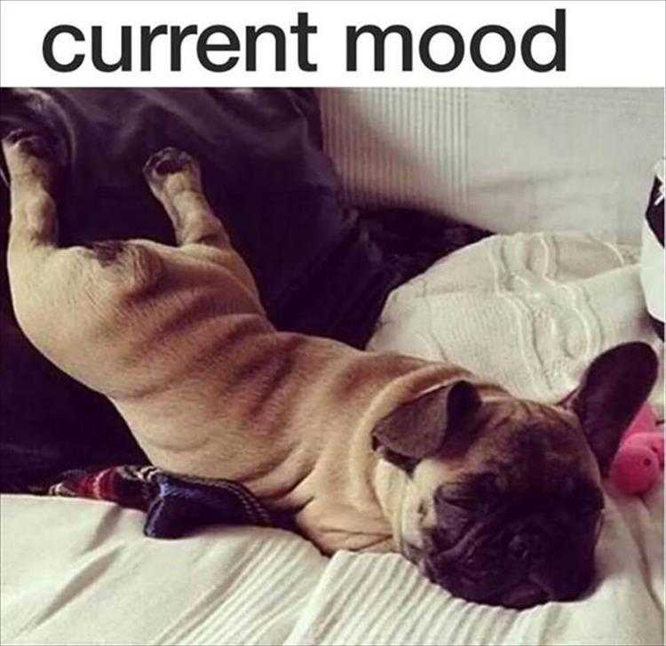 Funny Animal Picture Memes  Don't Care