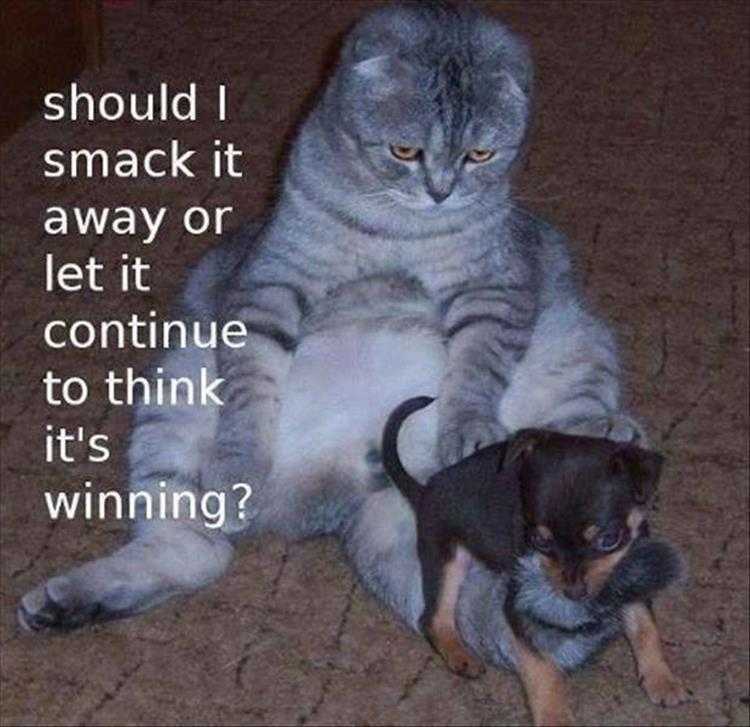 Animal Picture Memes  Pest