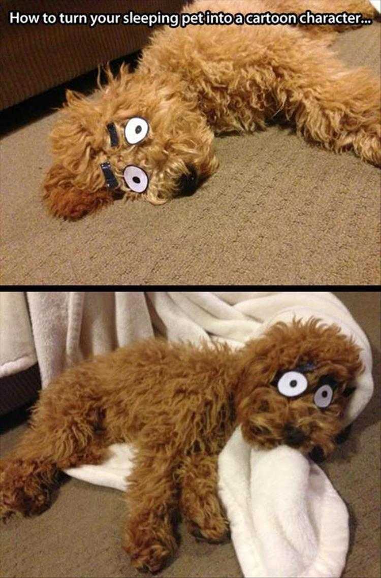 Animal Picture Memes  Cartoon Dog