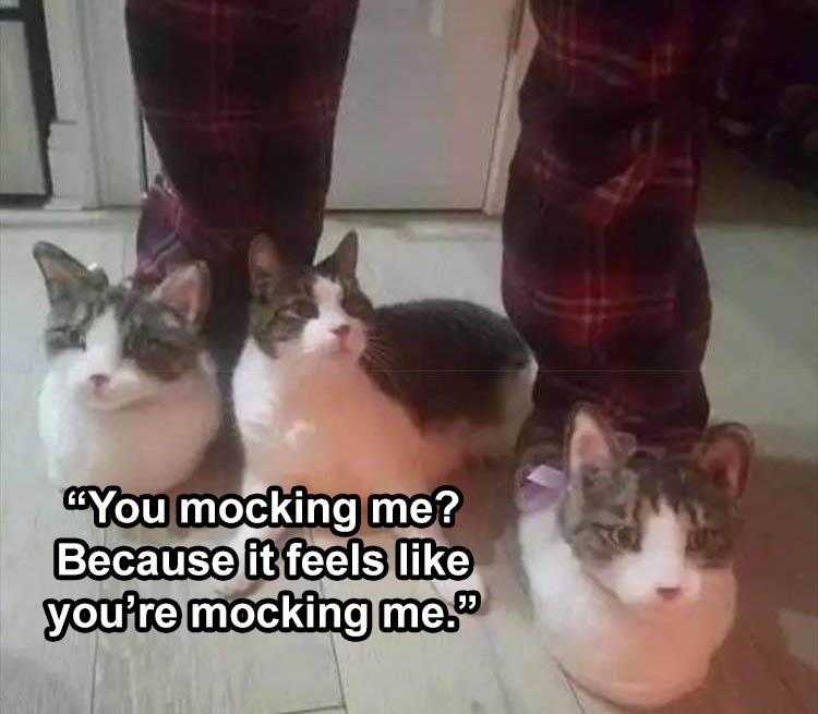 Animal Picture Memes  Cat Slippers