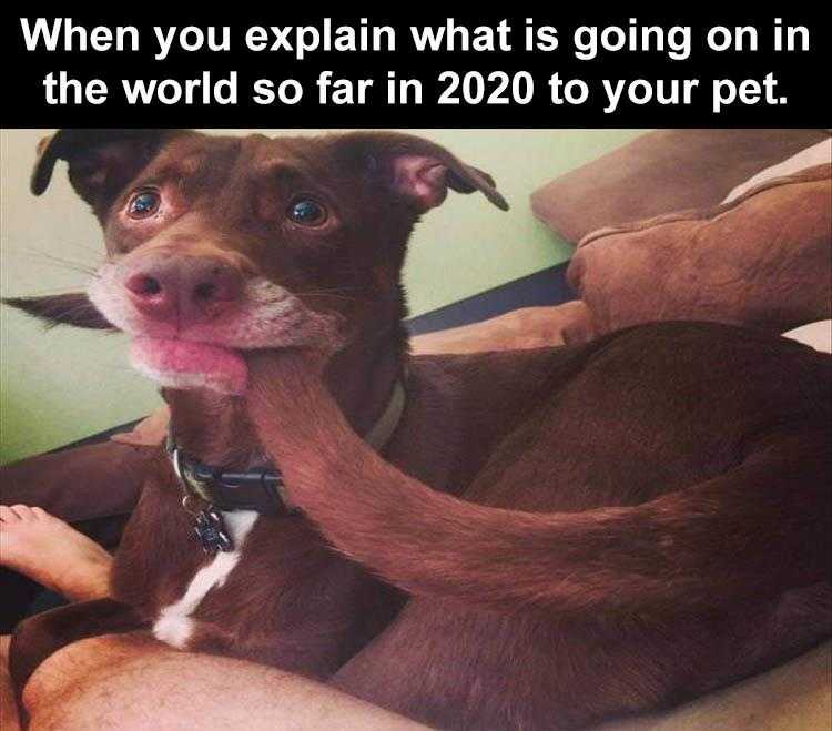 Animal Picture Memes  Scared Dog 