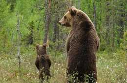 Cute Animal Memes  Beary Cute