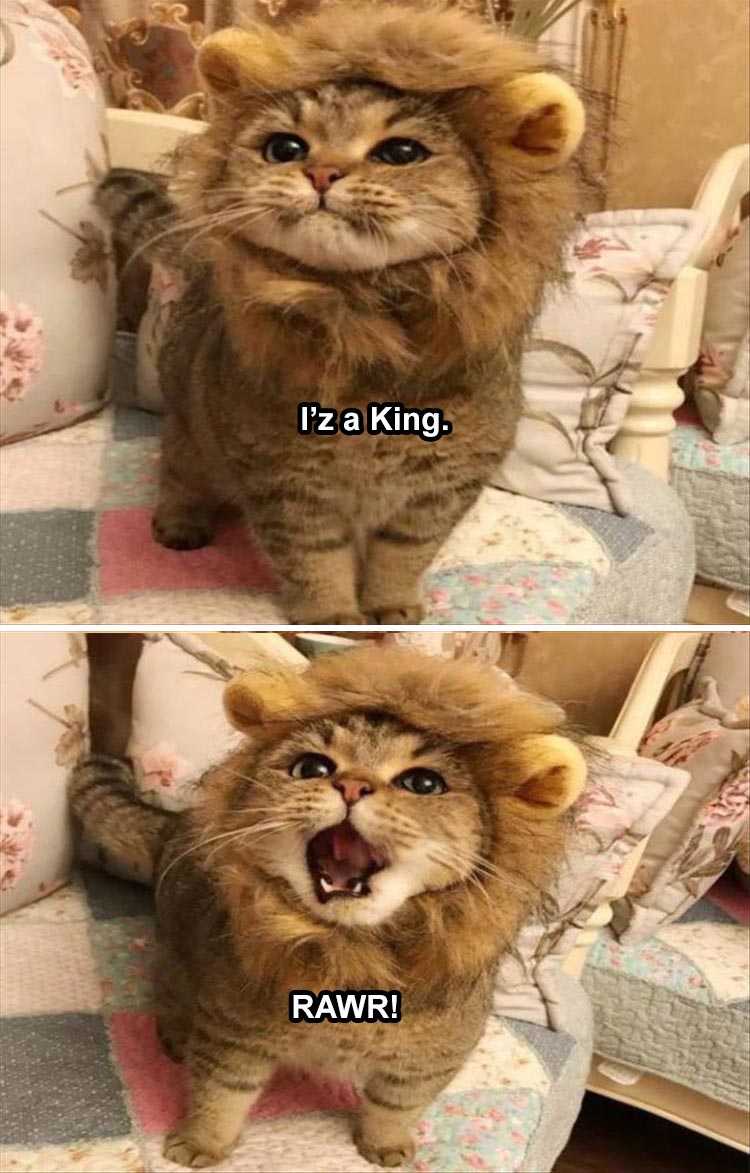 lol cat memes  cat in lion's clothing
