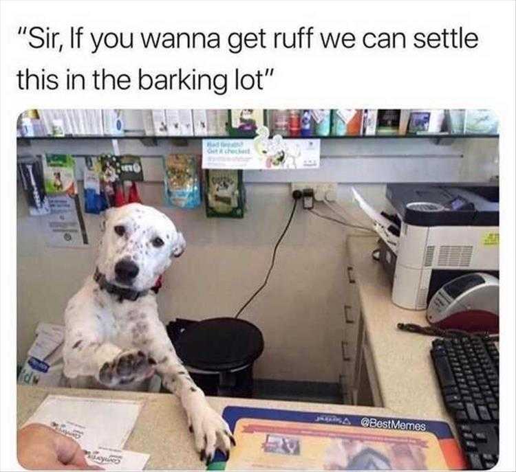 funny animal Meme pic  for dog Karens