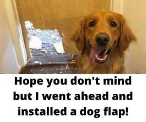 funny dog Meme pics  dog flap installer