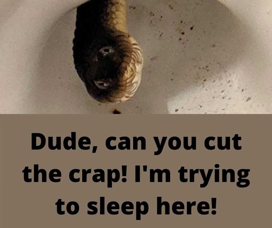 funny animal meme pics  snakes in the bowl