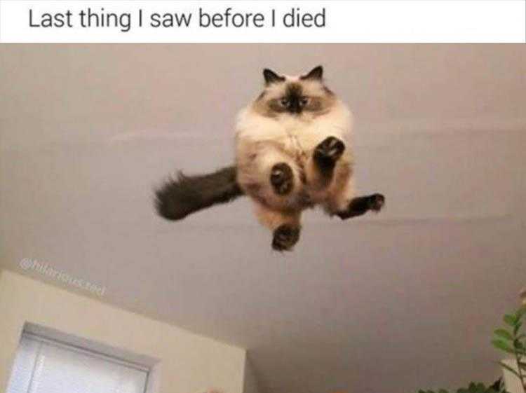 Funny Animal Meme Pictures  Last Thing I Saw