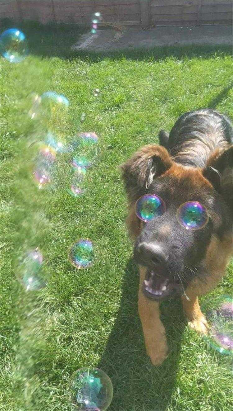 Funny Animal Meme Pics  Bubble Eyes