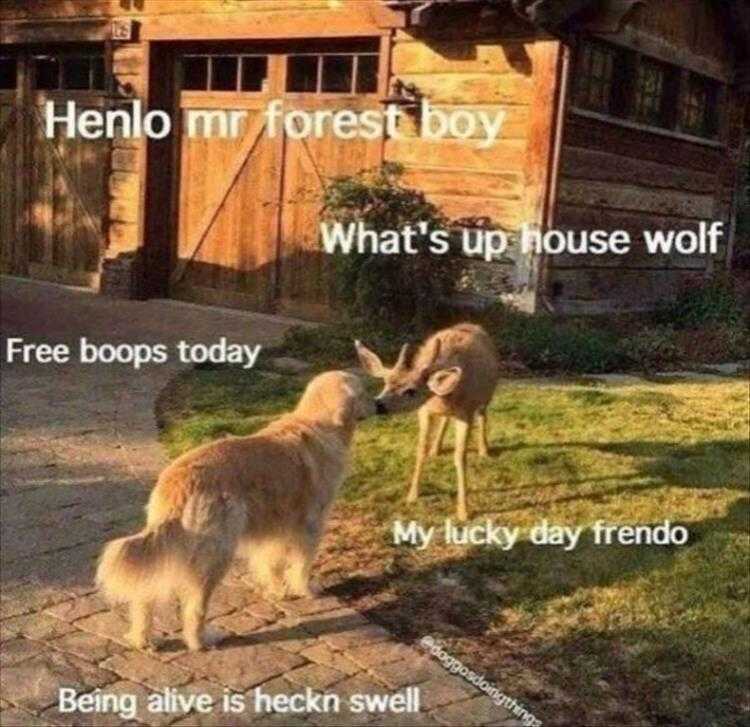 Funny Animal Meme Pics  Animal Banter