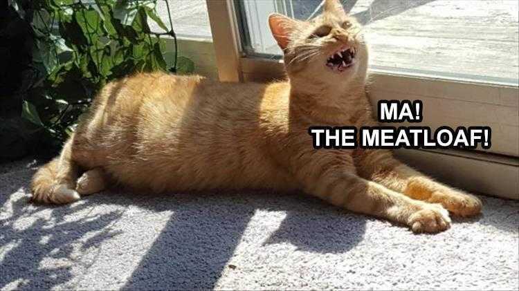 Funny Animal Memes Pics  Chazz Cat