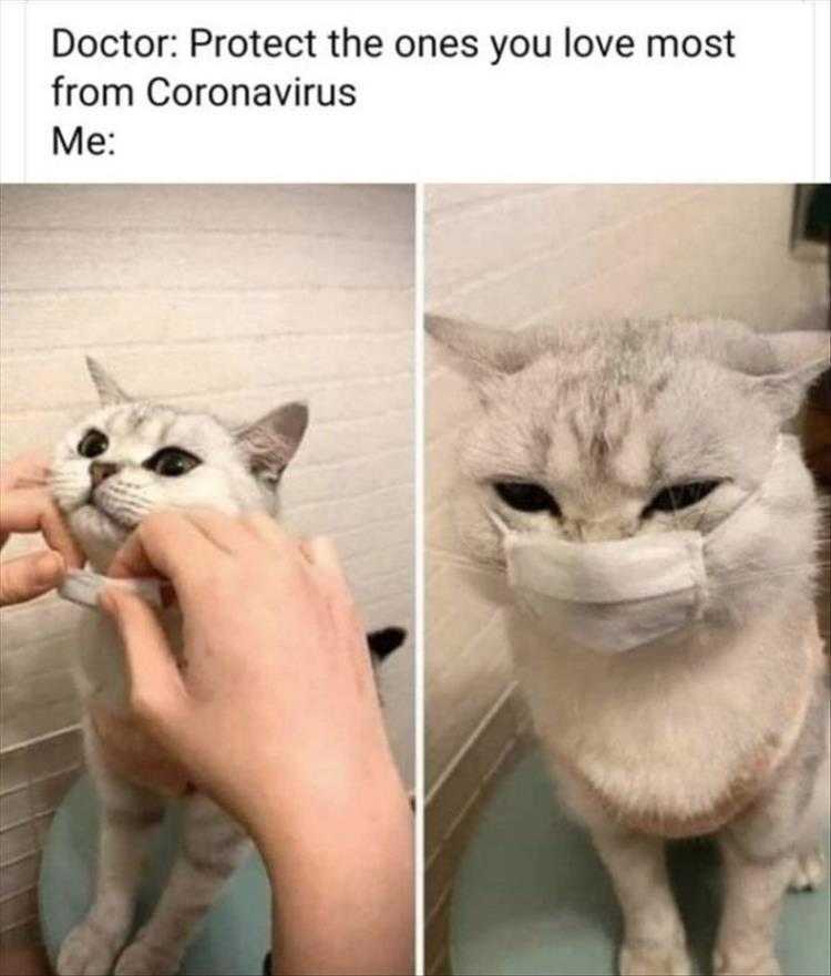 Funny Animal Memes Pics  Cat In A Mask