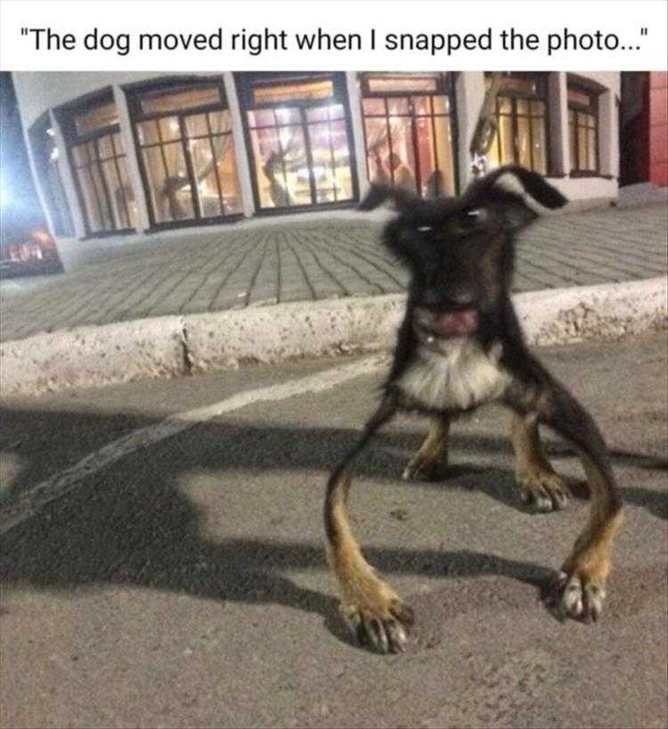 Funny Animal Memes Pic  Cartoon Dog
