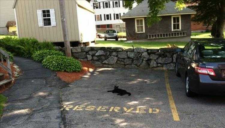 Funny Animal Memes Pic  Reserved Parking