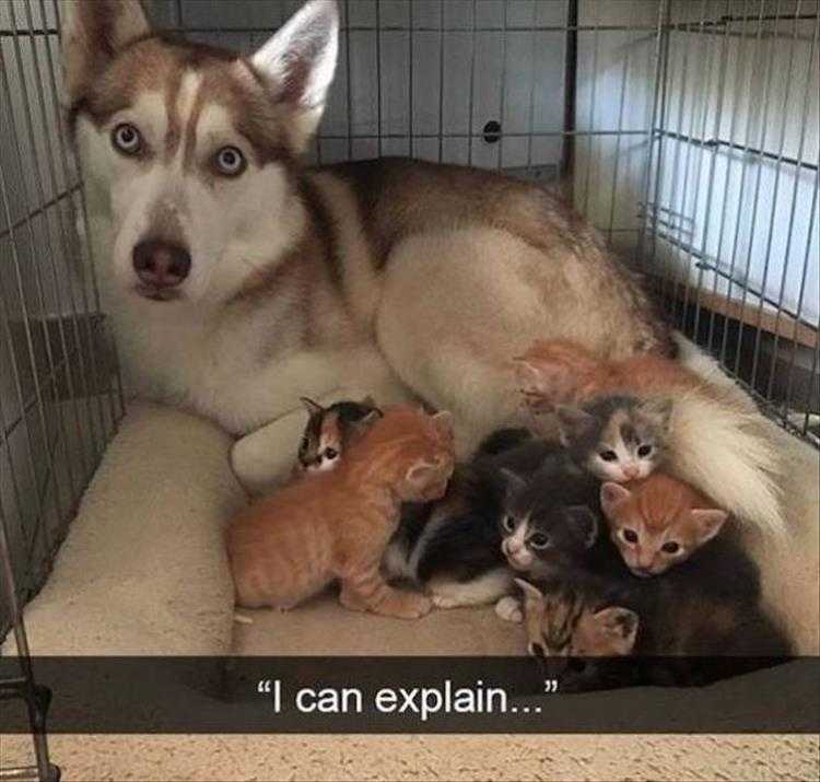Funny Animal Memes Clean  Inpupster