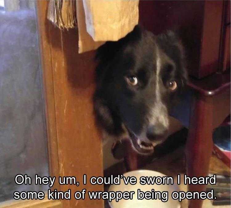 Funny Animal Memes Clean  Call Of The Wild Plastic Wrapper