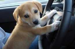 Taking You To Petco