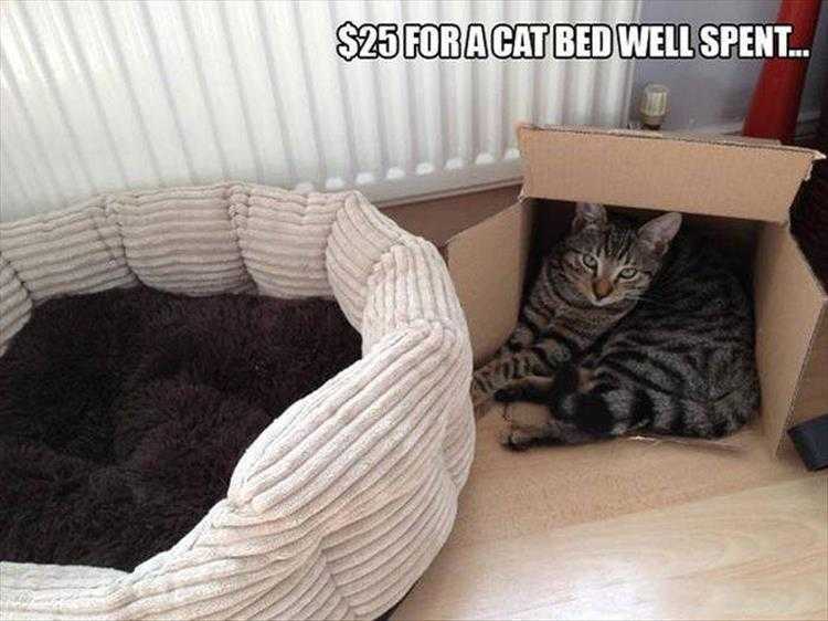 Funny Animal Memes Clean  Cat Prefers Box