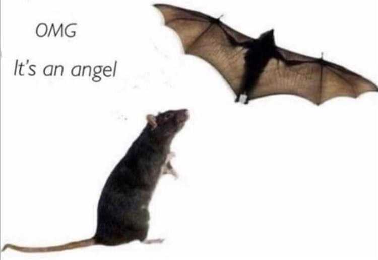 Funny animal memes clean  mice think bats are their angels