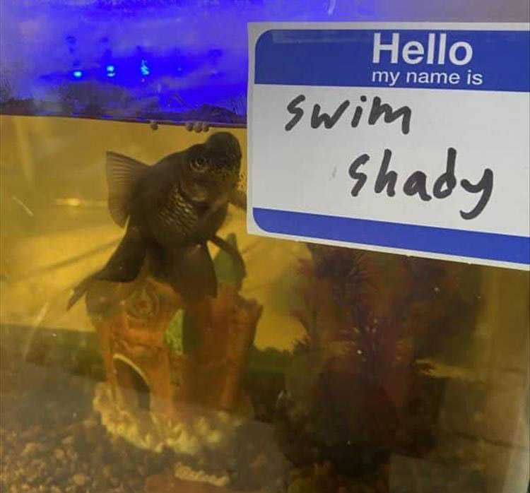 Funny animal memes clean  swim shady trying to get round the outside