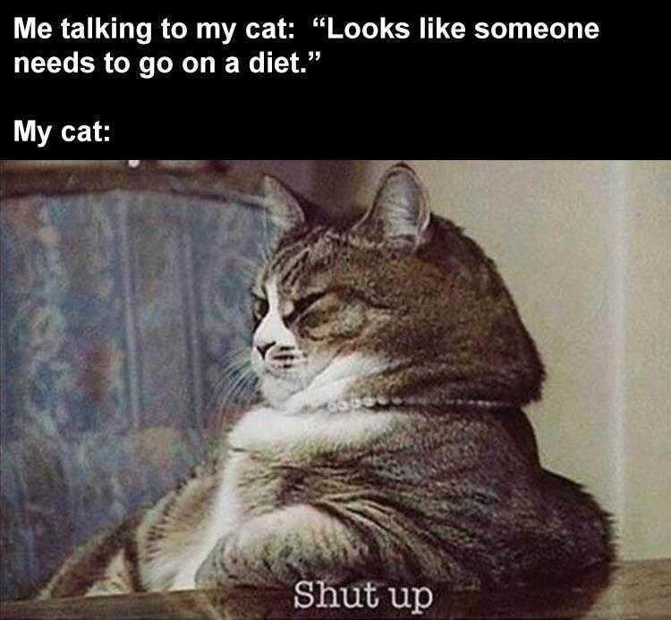 Funny animal memes clean  fat cat with attitude