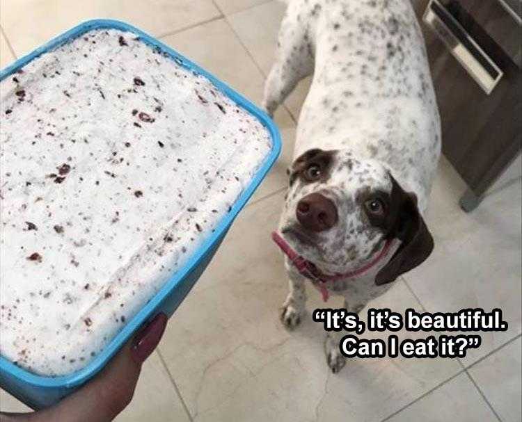 Funny dog memes clean  ice cream cannibalism