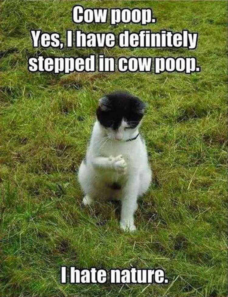 Funny animal memes clean  cat examining paw for poop