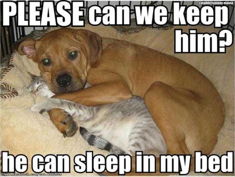 Funny animal memes clean  dog hugging cat in bed