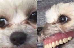Funny Animal Captions  You Snooze You Lose