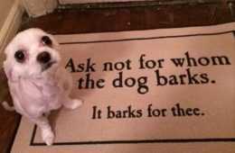 Deep Pet Memes