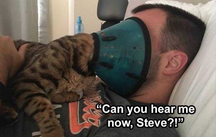 pet cat memes  waking owners