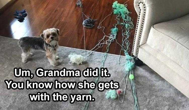 pet dog memes  blame grandma